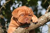 DOGUE DE BORDEAUX 348